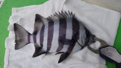 イシダイの釣果