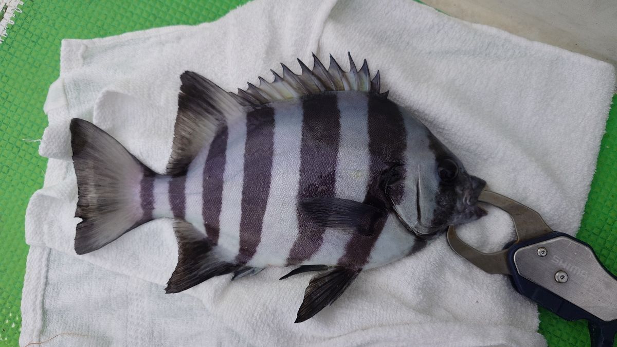 うしーさんの釣果 1枚目の画像