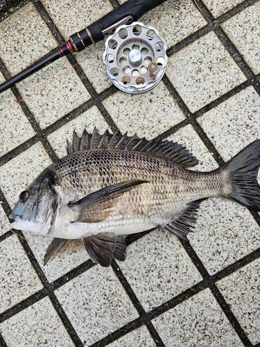 クロダイの釣果