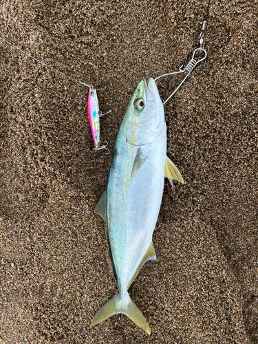 フクラギの釣果