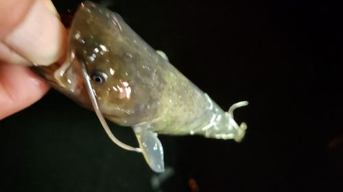 ナマズの釣果
