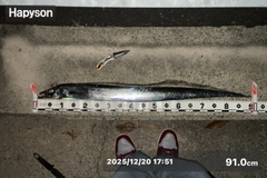 タチウオの釣果