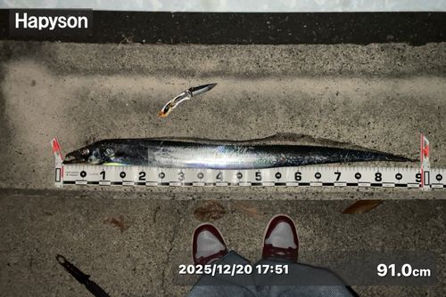 タチウオの釣果