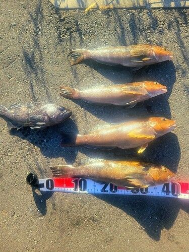 アイナメの釣果