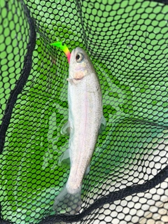 ニジマスの釣果