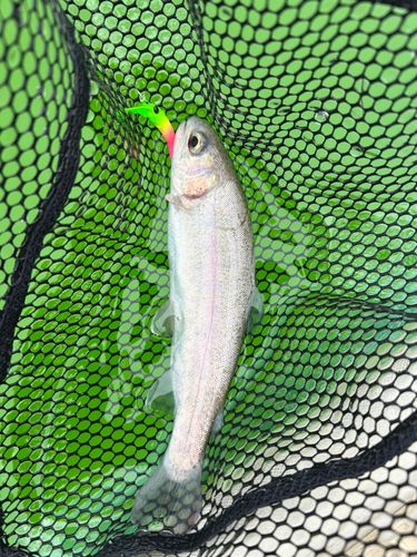 ニジマスの釣果