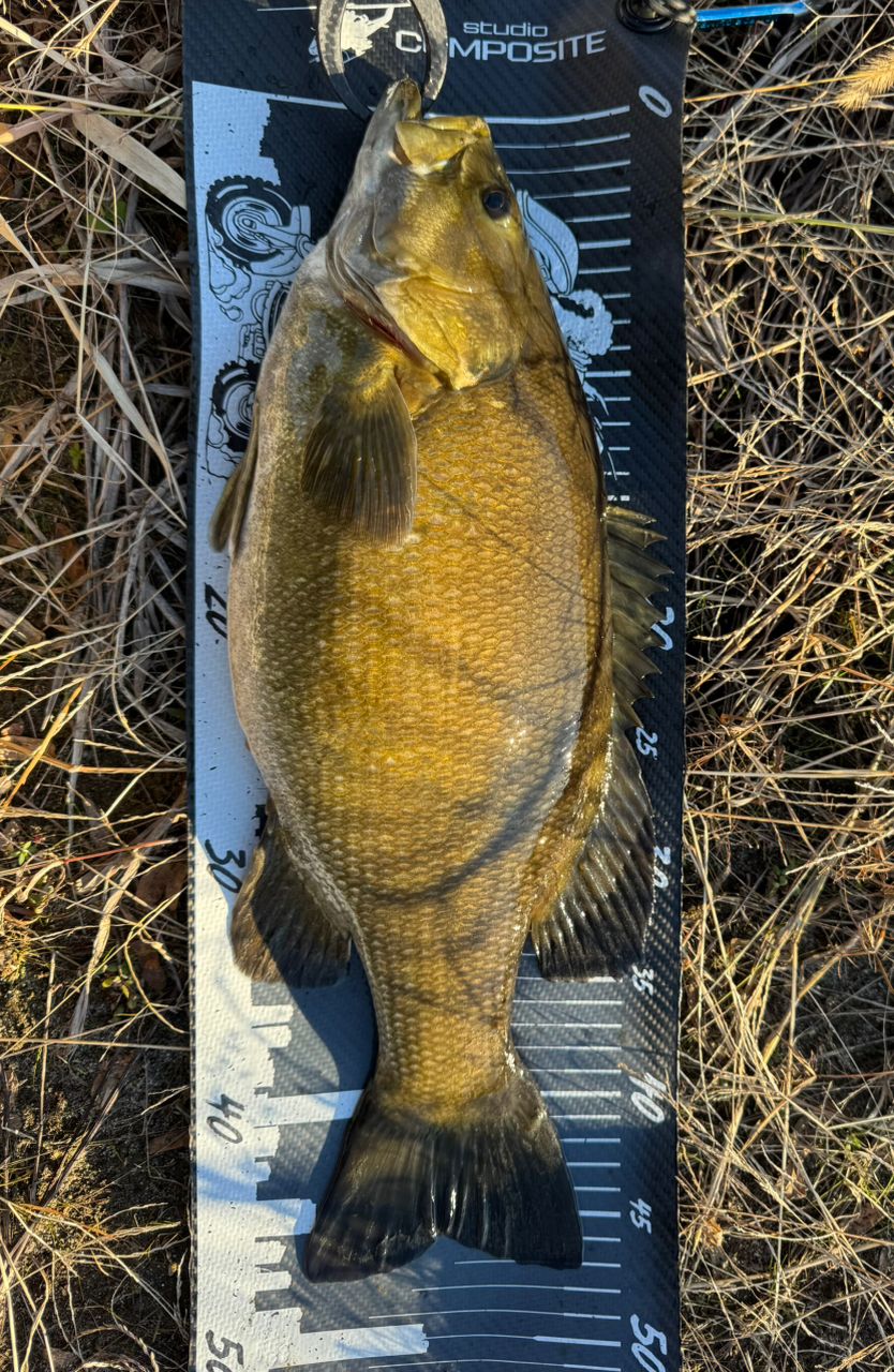 SHIMANO 23ヴァンキッシュ C2500SXGの最安値・インプレ・釣果 | 本音の