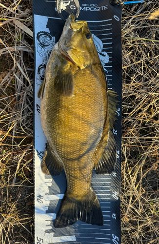 スモールマウスバスの釣果