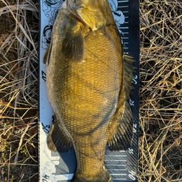 スモールマウスバス