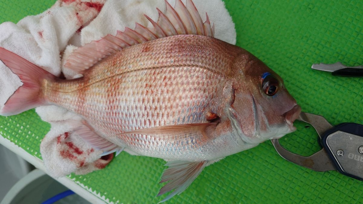 うしーさんの釣果 1枚目の画像