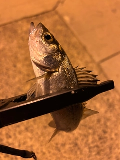 セイゴ（マルスズキ）の釣果