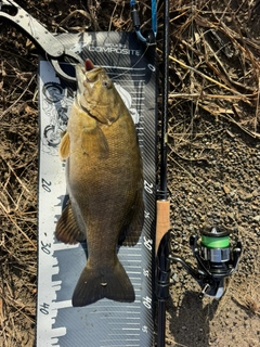 スモールマウスバスの釣果