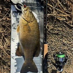 スモールマウスバス