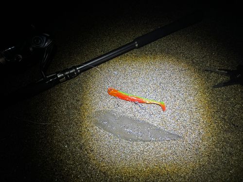 シタビラメの釣果