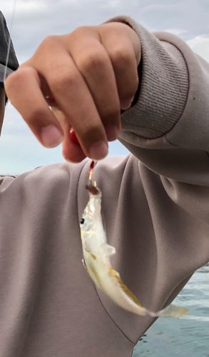 ヒイラギの釣果