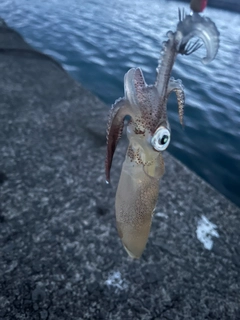 マメイカの釣果