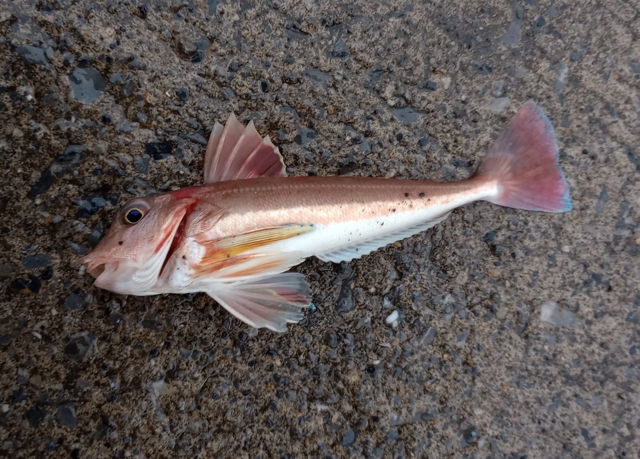 オニカナガシラ