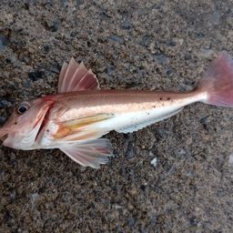 オニカナガシラ