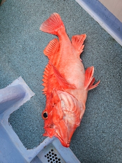 ホウズキの釣果