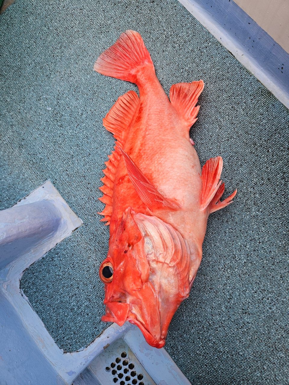 洋平たんさんの釣果 1枚目の画像