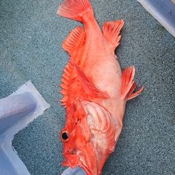 サンコウメヌケ