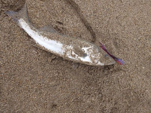 フッコ（マルスズキ）の釣果