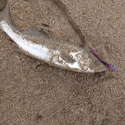 フッコ（マルスズキ）