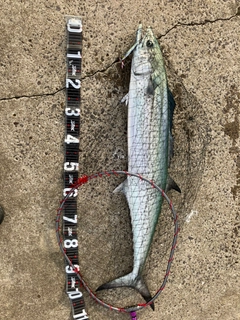 サワラの釣果