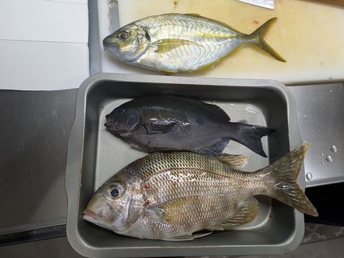 シマアジの釣果