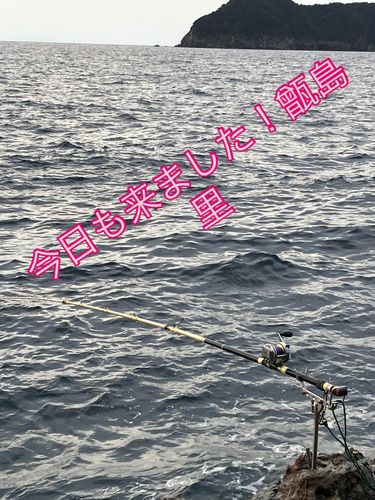 スジアラの釣果