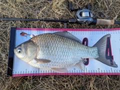 ヘラブナの釣果