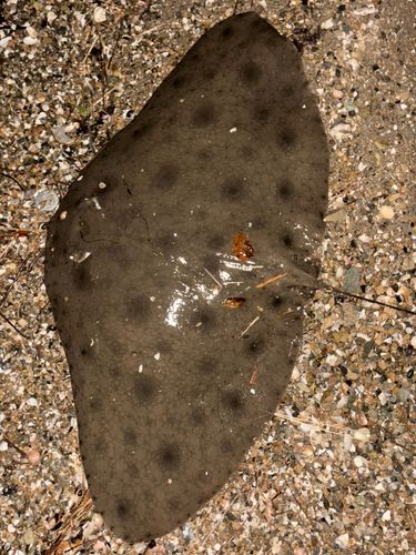 ツバクロエイの釣果