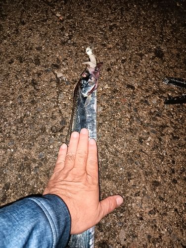 タチウオの釣果