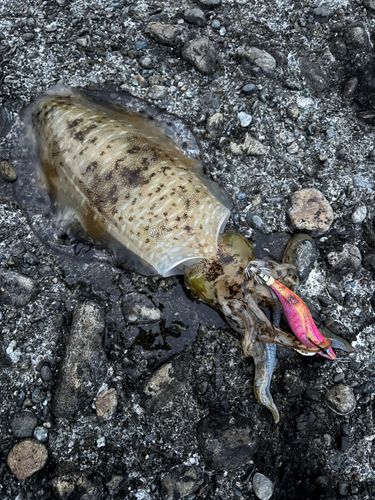 アオリイカの釣果