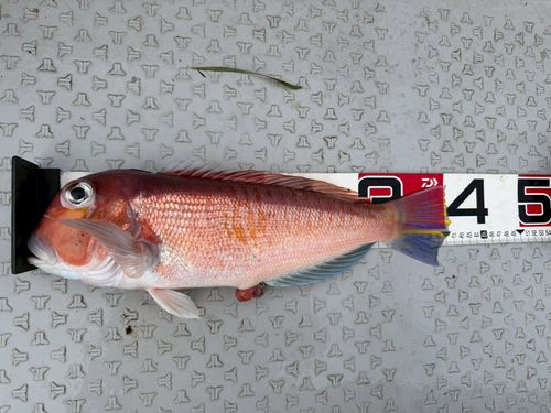 アカアマダイの釣果