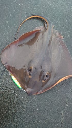 エイの釣果