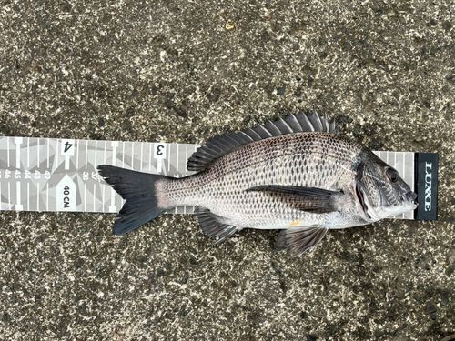 クロダイの釣果