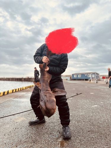 ネコザメの釣果