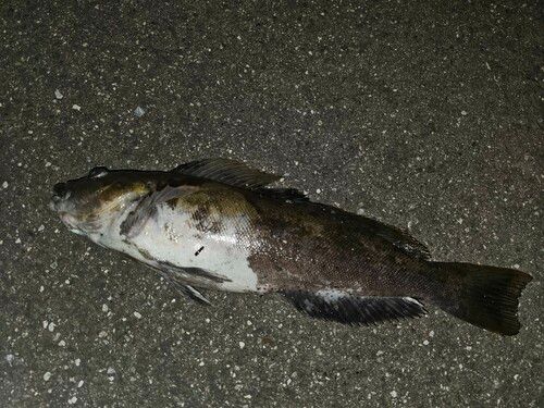 アイナメの釣果