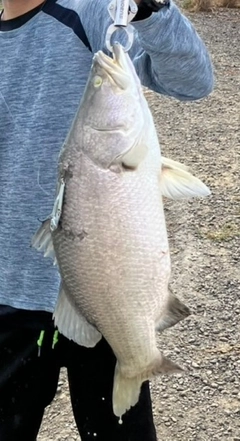 バラマンディの釣果