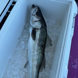 マダカ（マルスズキ）