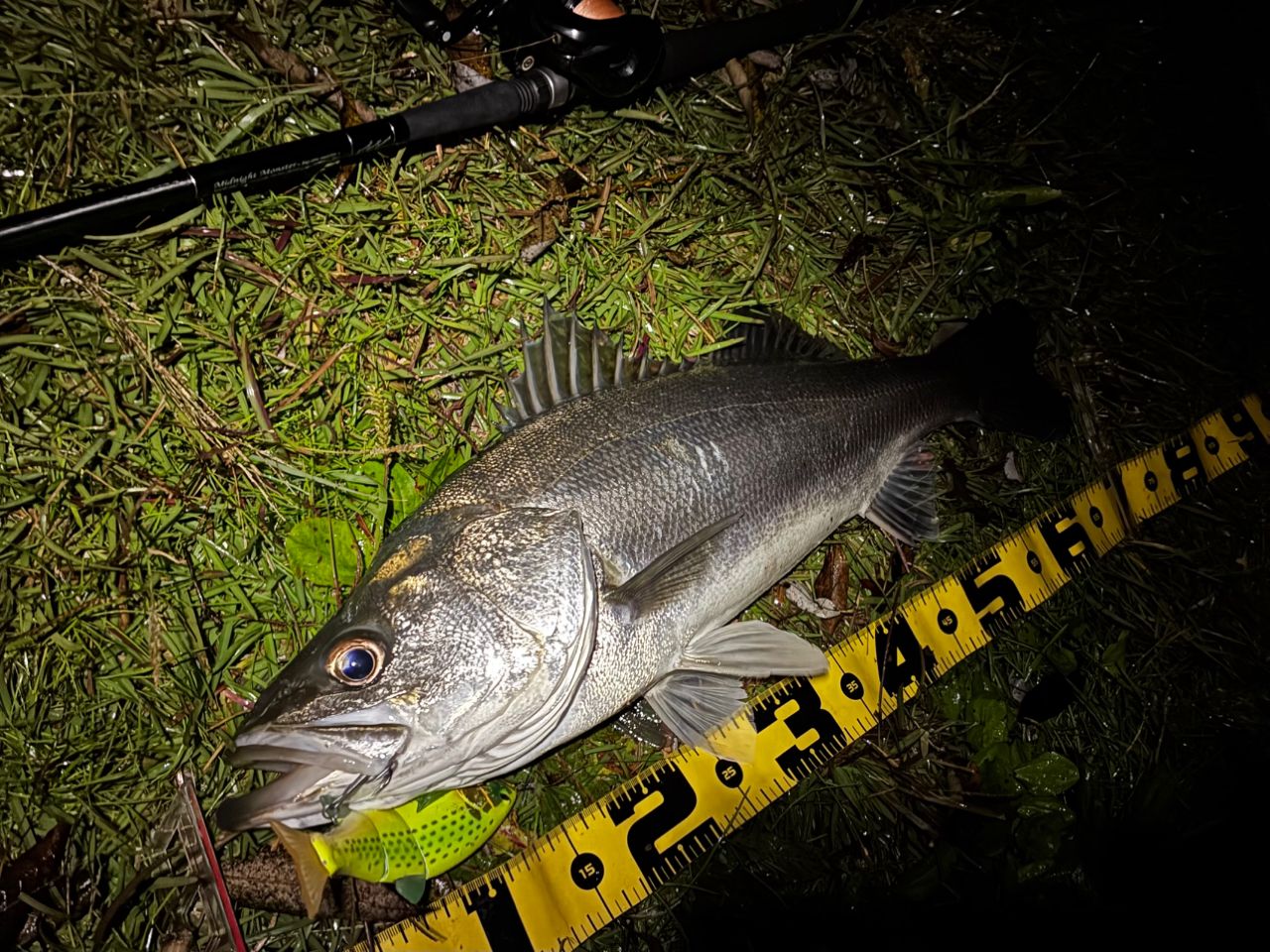 GCRAFT セブンセンスTR モンスターストリーム MSB-892-TRの最安値