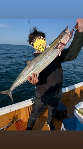 サワラの釣果