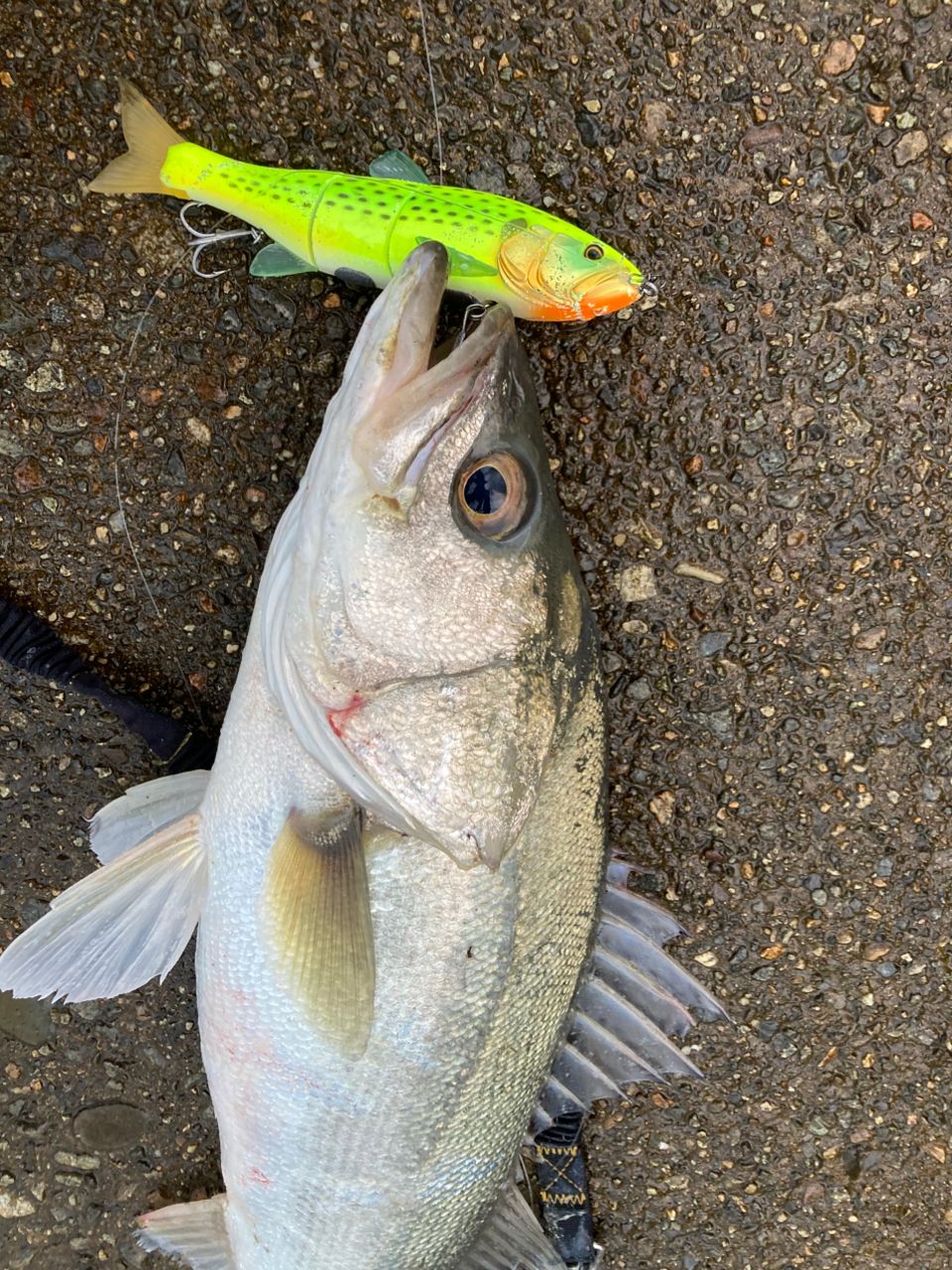 GCRAFT セブンセンスTR モンスターストリーム MSS-952-TRの最安値