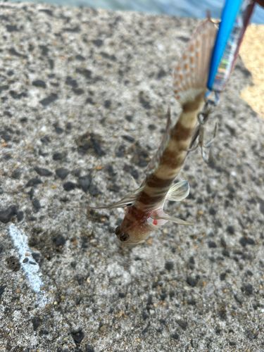 イトヒキハゼの釣果