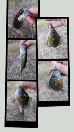 ブラックバスの釣果