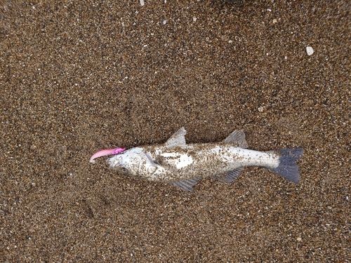 フッコ（マルスズキ）の釣果