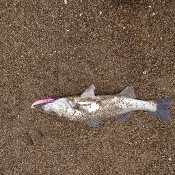 フッコ（マルスズキ）