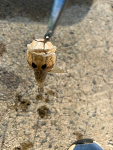 マハゼの釣果