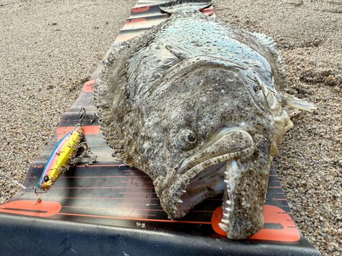 ヒラメの釣果